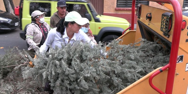 En el marco de las acciones para preservar el medio ambiente en la alcaldía, se recolectaron y procesaron 5 mil 10 árboles de Navidad naturales, mil más que en 2023, en el programa “Árbol por Árbol”, informó la alcaldesa Lía Limón. FOTO: Especial