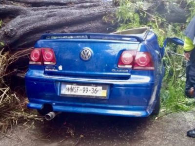 Cae árbol sobre auto en colonia Nápoles; mujer muere y su bebé sobrevive.