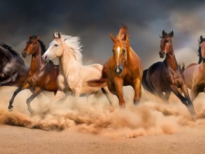 Alondra vivía en el último pueblo antes del bosque sin nombre, un rincón del mundo que muchos evitaban y del cual sólo se hablaba en susurros. Tenía doce años, una mirada que parecía contener preguntas sin respuesta, y un colgante antiguo que su abuela le había dejado antes de desaparecer misteriosamente una década atrás. FOTOS: iStockphoto