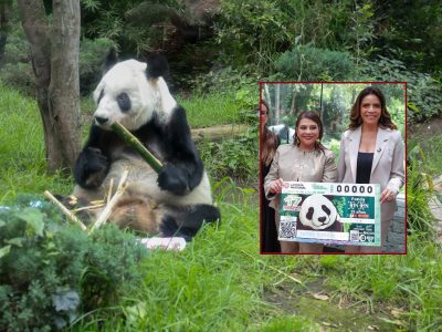 La jefa de Gobierno, Clara Brugada Molina encabezó la develación del billete de la Lotería Nacional “Panda Xin Xin 35 años” con lo que se otorga un reconocimiento a la osa gigante de 35 años de edad –equivalentes a más 100 de humano–, siempre viviendo en el Zoológico de Chapultepec. FOTOS: Especial